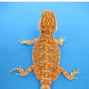 Meet your Posher, Maya